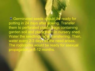 Germinated seeds should be ready for potting in 24 days after sowing. Transfer them to perforated plastic bags containing garden soil and place them in nursery shed. Water the seedlings after transferring. Then, water every 2-3 days as the need arises. The rootstocks would be ready for asexual propagation in 8-12 months. 