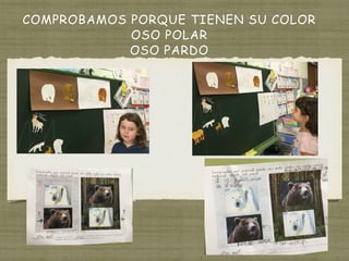 COMPROBAMOS PORQUE TIENEN SU COLOR
OSO POLAR
OSO PARDO
 