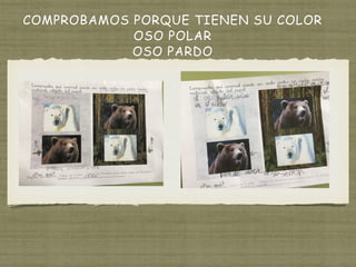 COMPROBAMOS PORQUE TIENEN SU COLOR
OSO POLAR
OSO PARDO
 