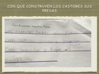 CON QUE CONSTRUYEN LOS CASTORES SUS
PRESAS
 