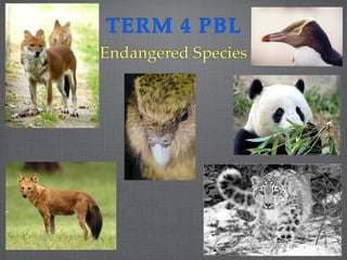 TERM 4 PBL
Endangered Species
 