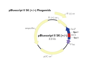 P bluescript | PPTX