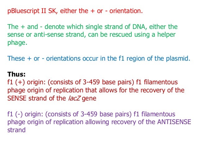 p bluescript