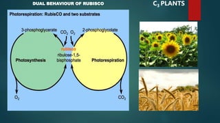 C3 PLANTSDUAL BEHAVIOUR OF RUBISCO
 