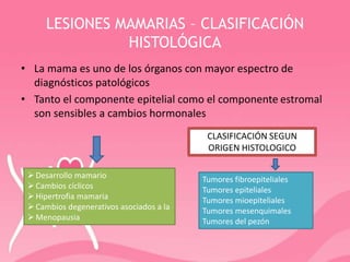 LESIONES MAMARIAS – CLASIFICACIÓN
HISTOLÓGICA
• La mama es uno de los órganos con mayor espectro de
diagnósticos patológicos
• Tanto el componente epitelial como el componente estromal
son sensibles a cambios hormonales
Desarrollo mamario
Cambios cíclicos
Hipertrofia mamaria
Cambios degenerativos asociados a la
Menopausia
Tumores fibroepiteliales
Tumores epiteliales
Tumores mioepiteliales
Tumores mesenquimales
Tumores del pezón
CLASIFICACIÓN SEGUN
ORIGEN HISTOLOGICO
 