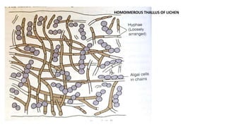 HOMOIMEROUS THALLUS OF LICHEN
 