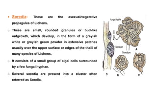  Soredia: These are the asexual/vegetative
propagules of Lichens.
o These are small, rounded granules or bud-like
outgrowth, which develop, in the form of a greyish
white or greyish green powder in extensive patches
usually over the upper surface or edges of the thalli of
many species of Lichens.
o It consists of a small group of algal cells surrounded
by a few fungal hyphae.
o Several soredia are present into a cluster often
referred as Sorelia.
 