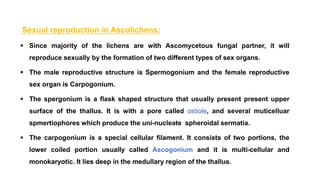Sexual reproduction in Ascolichens:
 Since majority of the lichens are with Ascomycetous fungal partner, it will
reproduce sexually by the formation of two different types of sex organs.
 The male reproductive structure is Spermogonium and the female reproductive
sex organ is Carpogonium.
 The spergonium is a flask shaped structure that usually present present upper
surface of the thallus. It is with a pore called ostiole, and several muticelluar
spmertiophores which produce the uni-nucleate spheroidal sermatia.
 The carpogonium is a special cellular filament. It consists of two portions, the
lower coiled portion usually called Ascogonium and it is multi-cellular and
monokaryotic. It lies deep in the medullary region of the thallus.
 