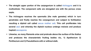  The straight upper portion of the carpogonium is called trichogyne and it is
multicellular. The component cells are elongated one with the porous cross
septa.
 The trichogyne receives the spermatia (the male gametes) which in turn
penetrates and finally reaches the corpogonium and subject to fertilization
resulting a diploid cell called ascus mother cell. This cell proliferates into
several asci and whereby the diploid nucleus undergo meiosis and produce
haploid ascospores
 Likewise, so many filaments arise and protrude above the surface of the thallus
and produces the characteristic fruiting bodies viz., 1) Apothecium 2)
Perithecium and 3) Pseudothecia with or without stalk.
 