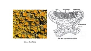 Lichen Apothecia
 
