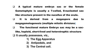  A typical mature embryo sac or the female
Gametophyte is usually a 7-celled, 8-nucleated sac
like structure present in the nucellus of the ovule.
 It is derived from a megaspore due to
megagametogenesis (multiple mitotic divisions)
 The functional mature Embryo sac may be a sac-
like, haploid, short-lived and heterotrophic structure.
 It usually possesses, viz.,
1) The Egg Apparatus
2) Antipodals, and
3) The Central cell.
 