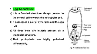 1.Egg Apparatus:
a) It is a 3-celled structure always present in
the central cell towards the micropylar end.
b) It possesses a pair of synergids and the egg
cell.
c) All three cells are intactly present as a
triangular structure.
d) Their protoplasts are highly polarized
differentially.
 