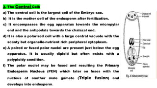 3. The Central Cell:
a) The central cell is the largest cell of the Embryo sac.
b) It is the mother cell of the endosperm after fertilization.
c) It encompasses the egg apparatus towards the micropylar
end and the antipodals towards the chalazal end.
d) It is also a polarized cell with a large central vacuole with the
scanty but organelle-nutrient rich peripheral cytoplasm.
e) A paired or fused polar nuclei are present just below the egg
apparatus. It is usually diploid but often exists with a
polyploidy condition.
f) The polar nuclei may be fused and resulting the Primary
Endosperm Nucleus (PEN) which later on fuses with the
nucleus of another male gamete (Triple fusion) and
develops into endosperm.
 