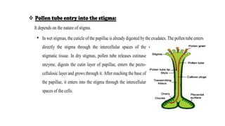 Pollen tube entry into the stigma:
It depends on the nature of stigma.
• In wet stigmas, the cuticle of the papillae is already digested by the exudates. The pollen tube enters
directly the stigma through the intercellular spaces of the
stigmatic tissue. In dry stigmas, pollen tube releases cutinase
enzyme, digests the cutin layer of papillae, enters the pecto-
cellulosic layer and grows through it. After reaching the base of
the papillae, it enters into the stigma through the intercellular
spaces of the cells.
 