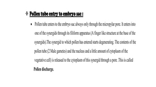  Pollentubeentrytoembryosac:
 Pollentubeenterstotheembryosacalwaysonlythroughthemicropylarpore.Itentersinto
oneofthesynergidsthroughitsfiliformapparatus(Afingerlikestructureatthebaseofthe
synergids).Thesynergidtowhichpollenhasenteredstartsdegenerating.Thecontentsofthe
pollentube(2Malegametes)andthenucleusandalittleamountofcytoplasmofthe
vegetativecell)isreleasedtothecytoplasmofthissynergidthroughapore.Thisiscalled
Pollendischarge.
 