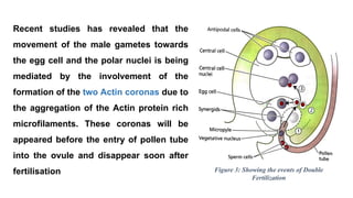 Recent studies has revealed that the
movement of the male gametes towards
the egg cell and the polar nuclei is being
mediated by the involvement of the
formation of the two Actin coronas due to
the aggregation of the Actin protein rich
microfilaments. These coronas will be
appeared before the entry of pollen tube
into the ovule and disappear soon after
fertilisation Figure 3: Showing the events of Double
Fertilization
 