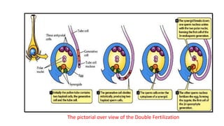 The pictorial over view of the Double Fertilization
 
