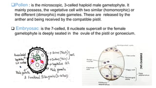 Pollen : is the microscopic, 3-celled haploid male gametophyte. It
mainly possess, the vegetative cell with two similar (homomorphic) or
the different (dimorphic) male gametes. These are released by the
anther and being received by the compatible pistil.
 Embryosac: is the 7-celled, 8 nucleate supercell or the female
gametophyte is deeply seated in the ovule of the pistil or gonoecium.
EMBRYOSAC
 