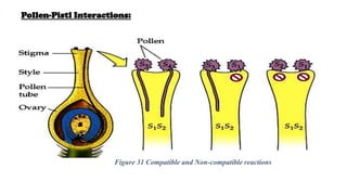 Pollen-Pistl Interactions:
Figure 31 Compatible and Non-compatible reactions
 