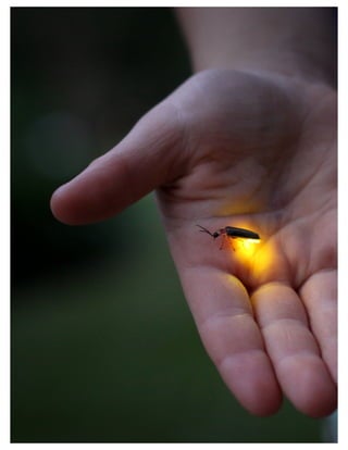 St. Jude Children’s Research Hospital IMC Campaign Proposal © firefly communications CONFIDENTIAL 67
 