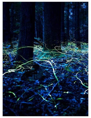 St. Jude Children’s Research Hospital IMC Campaign Proposal © firefly communications CONFIDENTIAL 75
•
 