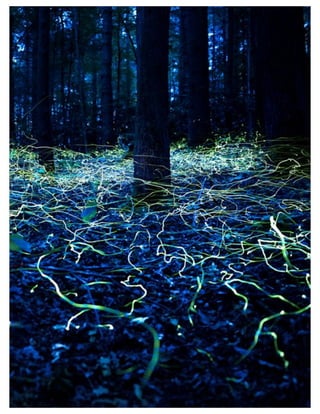 St. Jude Children’s Research Hospital IMC Campaign Proposal © firefly communications CONFIDENTIAL 81
 