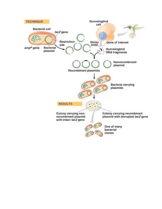   Pbr322 and puc8 plasmids