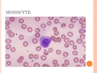 Peripheral blood Smear Preparation | PPT