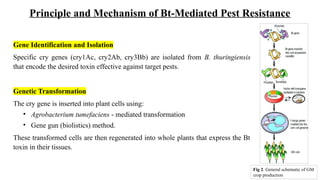 Transgenic crop technology - Bt toxin.pptx