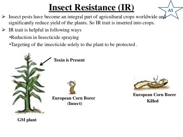 Plant Breeding And Transgenic Crop Comparative Approach