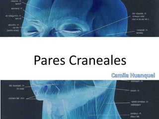 Pares Craneales
 