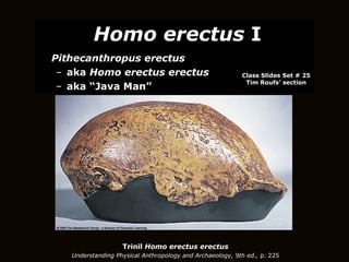 Trinil  Homo erectus erectus Understanding Physical Anthropology and Archaeology, 9th ed.,  p. 225 ,[object Object],[object Object],[object Object],[object Object],Class Slides Set # 25 Tim Roufs’ section 