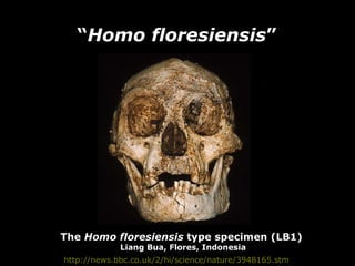 http://news.bbc.co.uk/2/hi/science/nature/3948165.stm “ Homo floresiensis ” The  Homo floresiensis  type specimen (LB1)  Liang Bua, Flores, Indonesia 