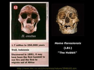 http://news.bbc.co.uk/2/hi/science/nature/3948165.stm Homo floresiensis (LB1) “ The Hobbit”  