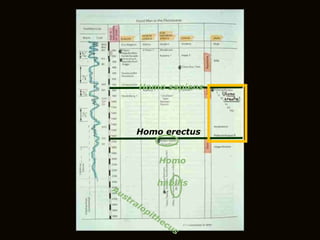 Australopithecus Homo habilis Homo erectus Homo sapiens 