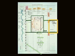 Australopithecus Homo habilis Homo erectus Homo sapiens 
