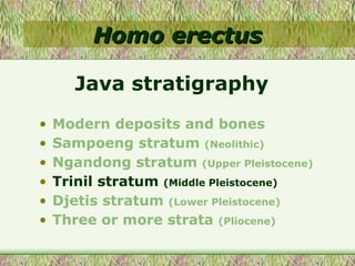 Homo erectus Modern deposits and bones Sampoeng stratum  (Neolithic) Ngandong stratum  (Upper Pleistocene) Trinil stratum  (Middle Pleistocene) Djetis stratum  (Lower Pleistocene) Three or more strata  (Pliocene) Java stratigraphy 