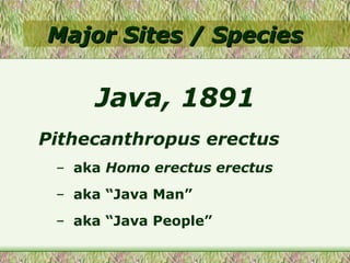 Major Sites / Species Pithecanthropus erectus aka  Homo erectus erectus   aka “Java Man” aka “Java People” Java, 1891 