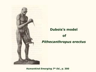 Dubois’s model of Pithecanthropus erectus Humankind Emerging 7 th  Ed ., p. 300 
