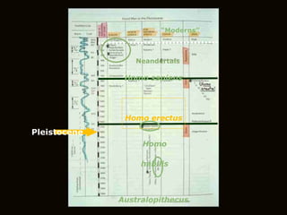 Australopithecus Homo habilis Homo erectus Homo sapiens Neandertals “ Moderns” Pleistocene 