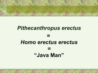 Pithecanthropus erectus =  Homo erectus erectus = “ Java Man” 