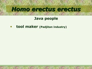 Homo erectus erectus tool maker  (Padjitan industry) Java people 