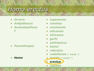 Homo erectus Orrorin Ardipithecus Australopithecus Paranthropus Homo tugenensis ramidus anamensis afarensis africanus garhi aethiopicus boisei robustus rudolfensis  ( “early” ) habilis  ( “early” ) erectus sapiens 