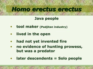 Homo erectus erectus tool maker  (Padjitan industry) lived in the open had not yet invented fire no evidence of hunting prowess, but was a predator later descendents = Solo people Java people 