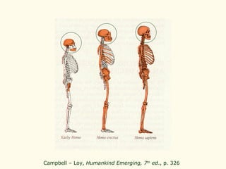Campbell – Loy,  Humankind Emerging, 7 th  ed ., p. 326   