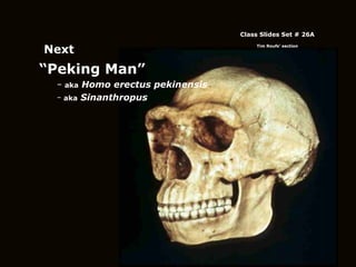 “ Peking Man” aka  Homo erectus pekinensis aka  Sinanthropus Class Slides Set # 26A Tim Roufs’ section Next 