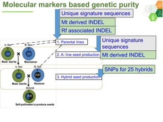 ICRISAT Governing Board 2019 PC meeting: Hybrid pigeonpea purity testing kits - by Dr Rachit K Saxena