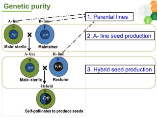 ICRISAT Governing Board 2019 PC meeting: Hybrid pigeonpea purity testing kits - by Dr Rachit K Saxena