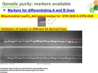 ICRISAT Governing Board 2019 PC meeting: Hybrid pigeonpea purity testing kits - by Dr Rachit K Saxena