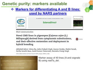 ICRISAT Governing Board 2019 PC meeting: Hybrid pigeonpea purity testing kits - by Dr Rachit K Saxena